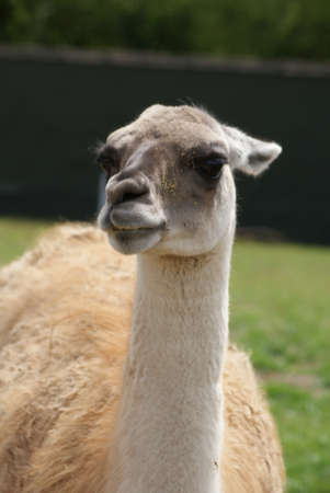 Close-up image of a Guanaco - Lama guanicoeの写真素材