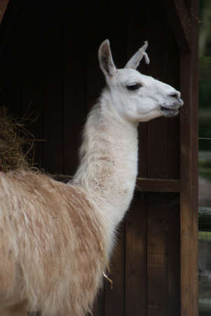 Close-up image of a Llama - Lama glamaの写真素材