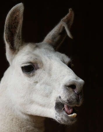 Close-up image of a Llama - Lama glamaの写真素材
