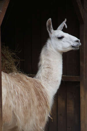 Close-up image of a Llama - Lama glamaの写真素材