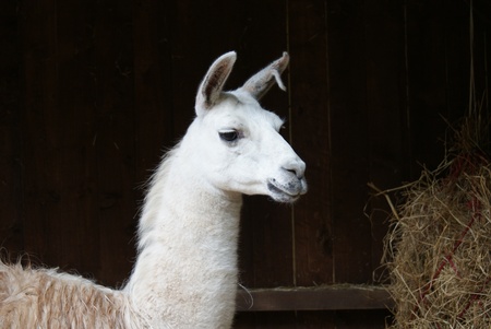 Close-up image of a Llama - Lama glamaの写真素材