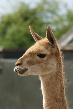 Close-up image of Vicuna - Vicugna vicugnaの写真素材