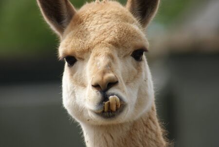 Close-up image of Vicuna - Vicugna vicugnaの写真素材