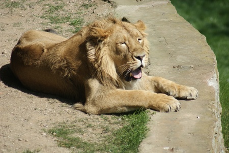 Close-up image of an Asiatic Lion - Panthera leo persicaの写真素材