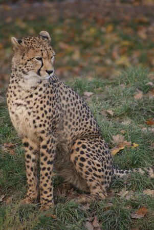 Close-up image of a Cheetah - Acinonyx jubatusの写真素材