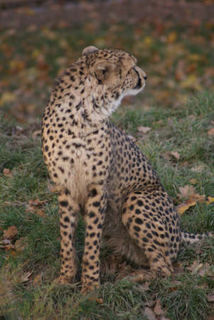 Close-up image of a Cheetah - Acinonyx jubatusの写真素材