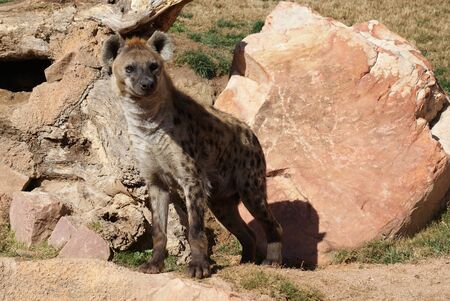 Wild Spotted / Laughing Hyena - Crocuta crocutaの写真素材