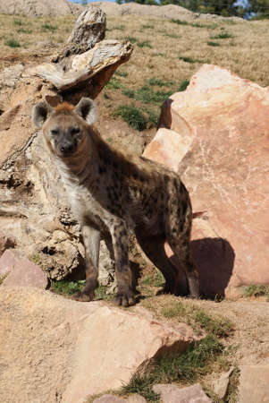 Wild Spotted / Laughing Hyena - Crocuta crocutaの写真素材