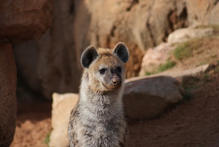 Wild Spotted / Laughing Hyena - Crocuta crocutaの写真素材