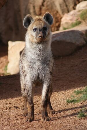 Wild Spotted / Laughing Hyena - Crocuta crocutaの写真素材