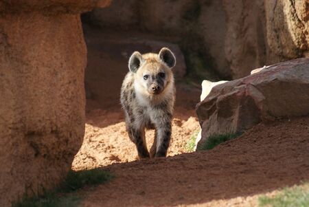 Wild Spotted / Laughing Hyena - Crocuta crocutaの写真素材