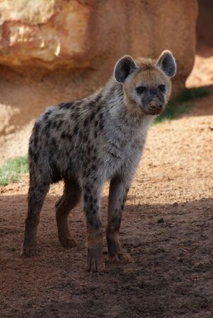 Wild Spotted / Laughing Hyena - Crocuta crocutaの写真素材