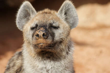 Wild Spotted / Laughing Hyena - Crocuta crocutaの写真素材