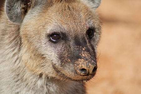 Wild Spotted / Laughing Hyena - Crocuta crocutaの写真素材