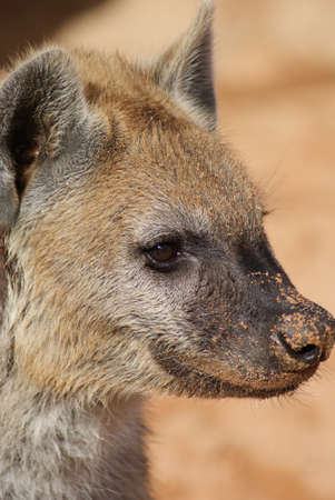 Wild Spotted / Laughing Hyena - Crocuta crocutaの写真素材