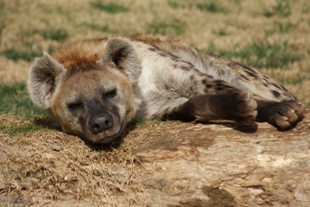 Wild Spotted / Laughing Hyena - Crocuta crocutaの写真素材