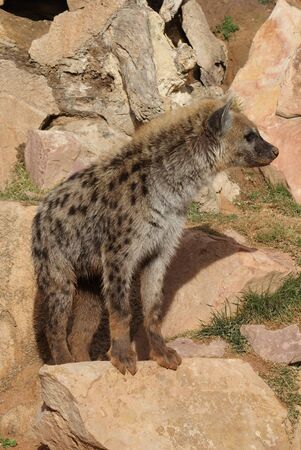 Wild Spotted / Laughing Hyena - Crocuta crocutaの写真素材