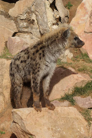 Wild Spotted / Laughing Hyena - Crocuta crocutaの写真素材