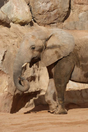 Close-up image of an African Bush Elephant - Loxodonta africana