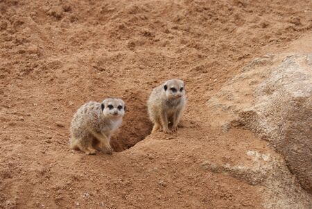Close-up image of a Meerkat - Suricata suricattaの写真素材