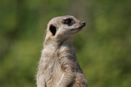 Close-up image of a Meerkat - Suricata suricattaの写真素材