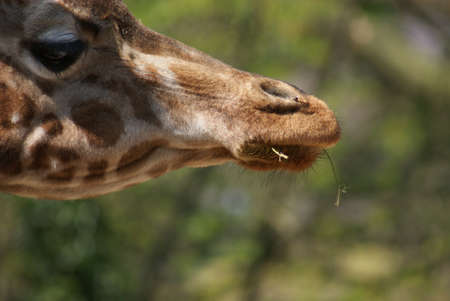 Close-up image of a Giraffe - Giraffa camelopardalisの写真素材