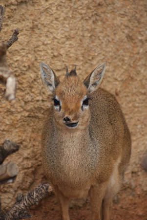 Close-up image of a Kirk's Dik-dik - Madoqua kirkiiの写真素材