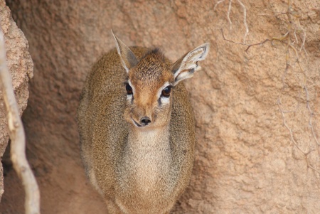 Close-up image of a Kirk's Dik-dik - Madoqua kirkiiの写真素材