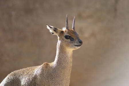 Close-up image of a Klipspringer - Oreotragus oreotragus の写真素材