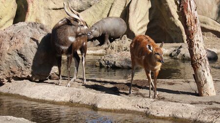 Intimate imagery of Sitatunga - Tragelaphus spekii