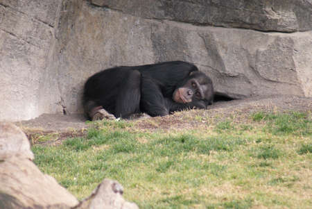 Intimate imagery from within the group of Common Chimpanzee - Pan Troglodytesの写真素材