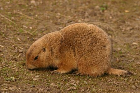 Intimate imagery of a Black-tailed Prairie Marmot - Cynomys ludovicianusの写真素材
