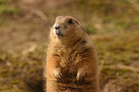 Intimate imagery of a Black-tailed Prairie Marmot - Cynomys ludovicianus