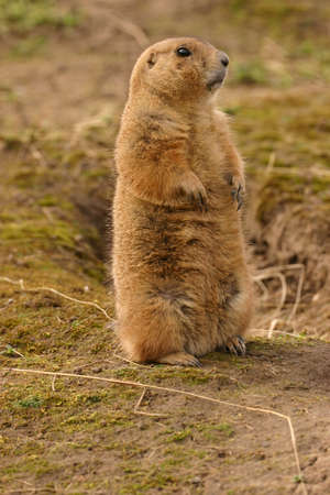 Intimate imagery of a Black-tailed Prairie Marmot - Cynomys ludovicianusの写真素材