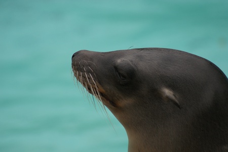 Portrait image of a California Sea Lion - Zalophus californianusの写真素材