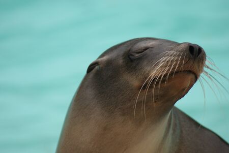 Portrait image of a California Sea Lion - Zalophus californianusの写真素材