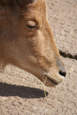 Amongst the herd of Barbary Sheep - Ammotragus lerviaの写真素材