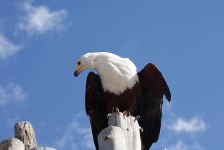 Portrait of a brown and white Eagle