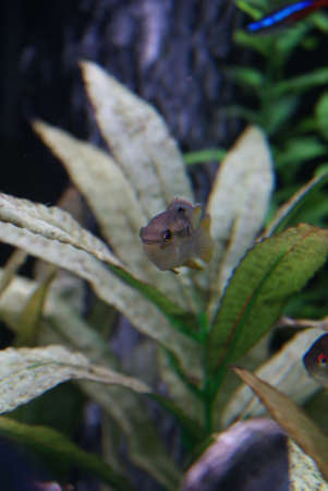 Pelvicachromis pulcher - Kribensis