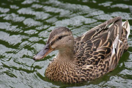Close-up image of Mallard / Duck - Anas Platrhynchos - Duckling(s)の写真素材