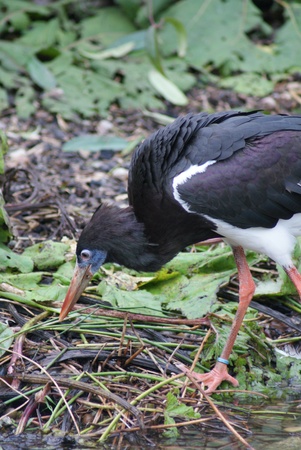 Abdims Stork - Ciconia abdimiiの写真素材