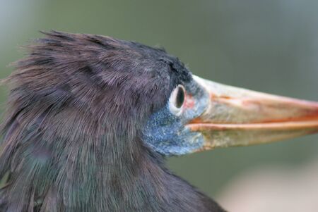 Abdims Stork - Ciconia abdimiiの写真素材