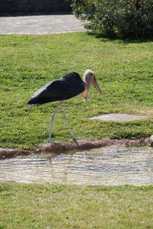 Marabou Stork - Leptoptilos crumeniferusの写真素材