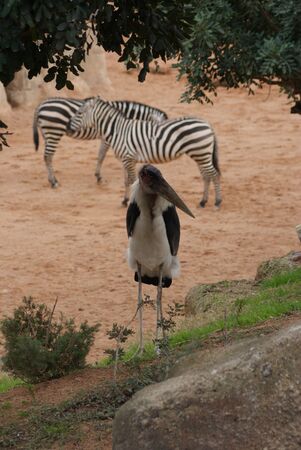 Marabou Stork - Leptoptilos crumeniferusの写真素材