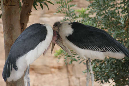 Marabou Stork - Leptoptilos crumeniferusの写真素材
