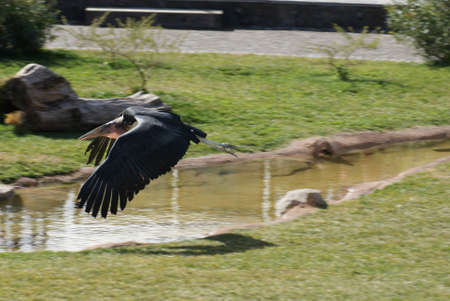 Marabou Stork - Leptoptilos crumeniferusの写真素材