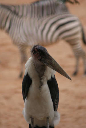 Marabou Stork - Leptoptilos crumeniferusの写真素材