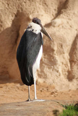 Marabou Stork - Leptoptilos crumeniferusの写真素材