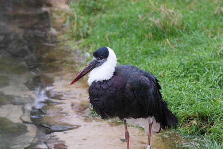 Woolly-necked Stork - Ciconia episcopusの写真素材
