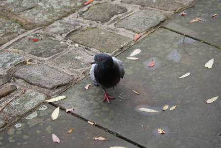 Portrait image of a Rock Pigeon - Columba livia
